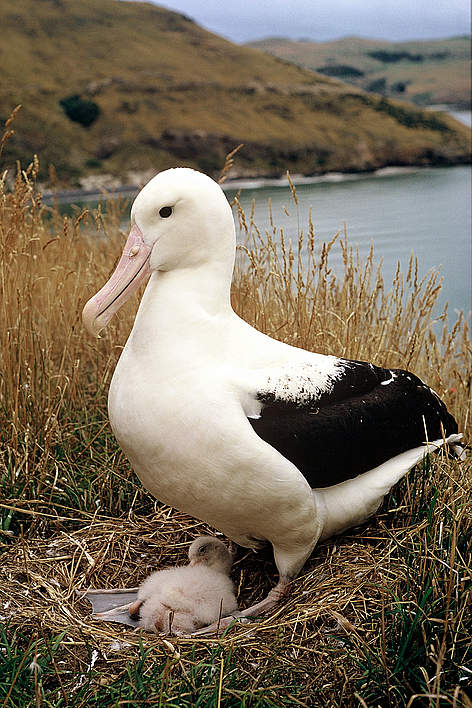 Northern Royal Albatross. WWF works to protect petrels and albatross in NZ waters, and a host of ... / ©: DOC, Te Papa Atawhai/AE Wright / ©: DOC, Te Papa Atawhai/AE Wright