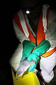 WWF's Bob Zuur collecting an oiled little blue penguin as part of Maritime New Zealand's oiled ... / ©: WWF / ©: WWF