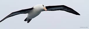 Albatross in flight / ©: Bob Zuur / WWF Albatross in flight / ©: Bob Zuur / WWF