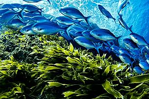 A school of Blue maomao fish (Scorpis violaceus) swim above a bed of kelp, in a marine sanctuary ... / &copy;: Brian J. Skerry / National Geographic Stock / WWF
