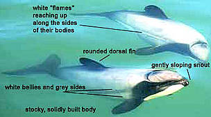  / &copy;: (C) WWF-New Zealand