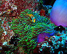 The Chagos anemonefish is found only in the Chagos Archipelago.

Located in the central Indian Ocean 1,000 miles south of India, the isolated Chagos
Archipelago is a chain of more than 50 islands with a remarkable diversity of 220 coral species and 1,000 species of fish. 