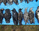 Dead birds covered in oil, brought in to the Oiled Wildlife Response Centre, Tauranga.