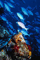 Underwater at the Bay of Plenty, New Zealand. Diadema urchin, firebrick star, blue maomao, pink ... / &copy;: Kim Westerskov 