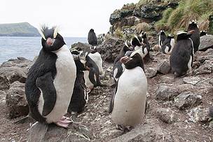 Erect-crested penguins are among the diverse range of species found at the Antipodes Islands / ©: Bob Zuur / WWF Erect-crested penguins are among the diverse range of species found at the Antipodes Islands / ©: Bob Zuur / WWF