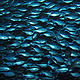 FINALIST: Blue Maomao vortex © Alison Perkins