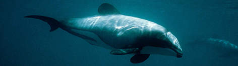 Hector's dolphin, Banks Peninsula, New Zealand. / ©: Stephen DAWSON / WWF-Canon / ©: Stephen DAWSON / WWF-Canon