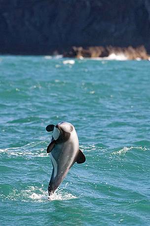 Mekong+dolphin+population