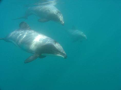 Three Hector's dolphins approaching / ©: Will Rayment / ©: Will Rayment
