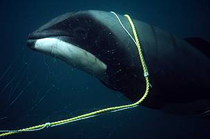  / &copy;: Steve Dawson / WWF