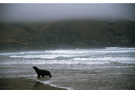 New Zealand sealion (Phocarctos hookeri); South Island, New Zealand / ©: Stéfane Mauris / WWF-Canon / ©: Stéfane Mauris / WWF-Canon
