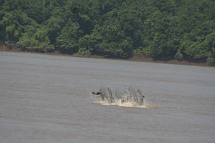 Mekong+dolphin+population