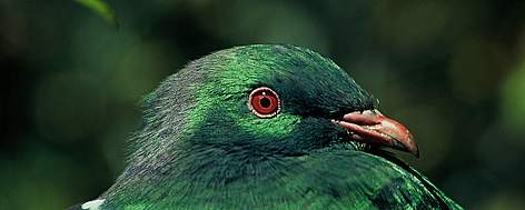 kererū - their numbers are a tiny fraction of what they once were. / ©: DOC / ©: DOC