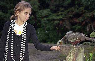 Community conservation on Stewart Island is reviving native bird populations such as kaka ... / ©: Dave Hansford / ©: Dave Hansford