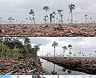 Maps show location of photos of large scale clearance of natural forest by APP wood supplier PT. Ruas Utama Jaya inside APP’s Senepis Tiger Sanctuary in June and October 2011. Arrows next to photo numbers in map (top right) indicate directions photos were taken.