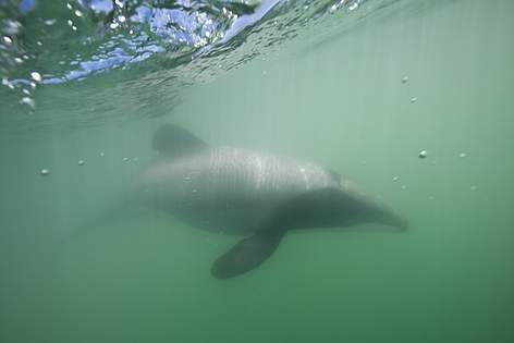A rare Maui's dolphin swimming underwater
© Richard Robinson rel=