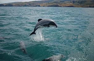Maui's dolphin, New Zealand. In 2008/9, the fishing industry launched a legal bid to block vital ... / &copy;: Will Rayment