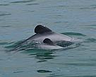 Maui's dolphins are now the world's rarest marine dolphins.