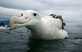 Wandering albatross (Diomedea exulans) on water off the coast of Kaikoura, New Zealand. / ©: © naturepl.com / Barry Bland / WWF-Canon / ©: © naturepl.com / Barry Bland / WWF-Canon