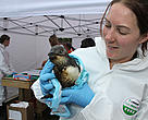 one of the penguins being cared for at the Oiled Wildlife Response Centre, Tauranga