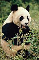  / &copy;: Susan A. Mainka / WWF-Canon