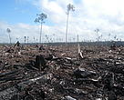 Peat draining and large-scale clearance of natural forest by APP wood supplier PT. 
Ruas Utama Jaya inside APP’s Senepis Tiger Sanctuary in June and October 2011.