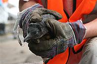 One of several hundred birds affected by the Rena oil spill, Bay of Plenty. / &copy;: WWF Bob Zuur