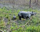 Rhino 17 and calf