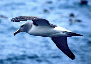 Salvin's albatross / &copy;: (C) Flukephotography@gmail.com / WWF-New Zealand