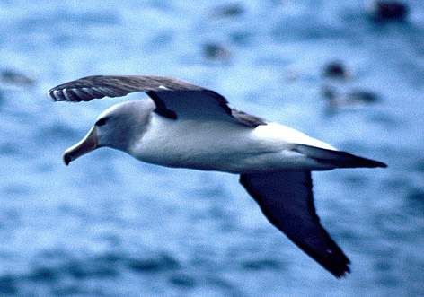 Salvin's albatross / &copy;: (C) Flukephotography@gmail.com / WWF-New Zealand