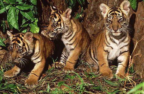Sumatran tiger cubs. Just 400 Sumatran tigers are estimated to survive, their future existence ... / ©: © Alain Compost / WWF-Canon / ©: © Alain Compost / WWF-Canon