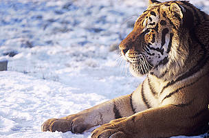 Siberian tiger male / ©: © David Lawson / WWF-UK / ©: © David Lawson / WWF-UK