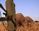 Black rhinoceros Under 24 hour armed guard due to risk of poaching 