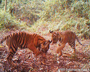  / &copy;: © WWF Indonesia / PHKA