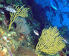 Treasures of the Sea