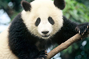 Ailuropoda melanoleuca Giant panda, Chengdu Breeding Centre, Chengdu. / ©: Michel Gunther / WWF-Canon / ©: Michel Gunther / WWF-Canon