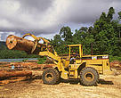 Logging pond in forest near Samarinda in East Kalimantan. Indonesia