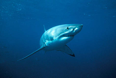 Great white shark (Carcharodon carcharias) / ©: Wildlife Pictures/Jêrome Mallefet / WWF-Canon / ©: Wildlife Pictures/Jêrome Mallefet / WWF-Canon