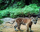 Sumatran tiger cub, Riau, Indonesia