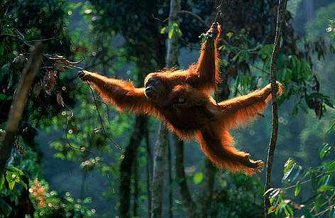  / &copy;: naturepl.com /Anup Shah / WWF
