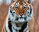 Amur tiger (Panthera tigris altaica)