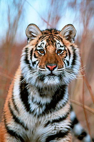 Amur tiger, Rocky Mountains, Montana, USA
© Klein & Hubert/ WWF
© Klein & Hubert/ WWF