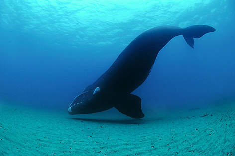 Southern right whale (Eubalaena australis) underwater off the Auckland Islands, New Zealand (sub ... / ©: Brian J. Skerry / National Geographic Stock / WWF / ©: Brian J. Skerry / National Geographic Stock / WWF