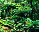 Whirinaki Conservation Park - Native forest interior with tree ferns North Island, New Zealand