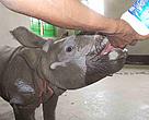 This two year old rhino calf is being looked after by conservationists, after its mother was gunned down by poachers in Manas National Park.