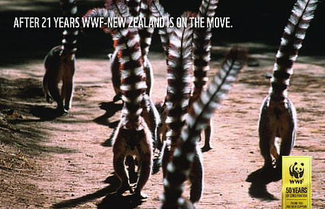 Ring tailed lemurs, photograph taken from behind the lemurs as they are walking away, with their ... / &copy;: Martin Harvey / WWF Canon 