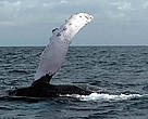 Humpback whale